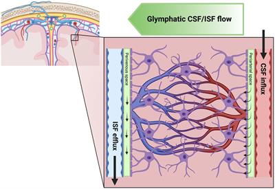 Exploring neurodegenerative disorders using advanced magnetic resonance imaging of the glymphatic system